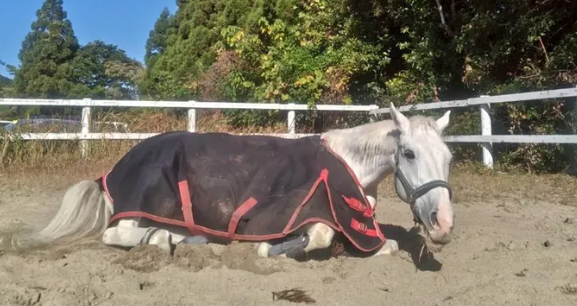 福岡大学馬術部