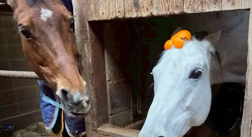 福岡大学馬術部